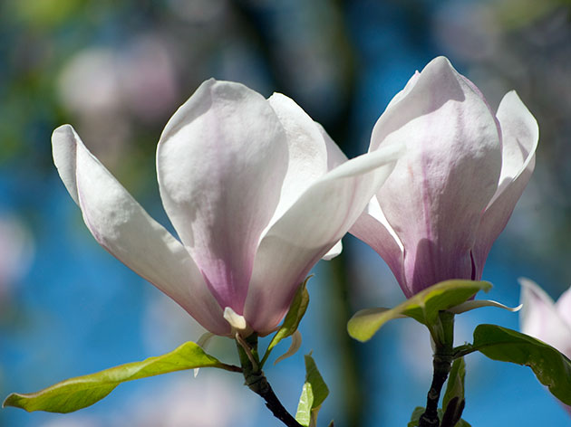 magnolija hipertenzija)
